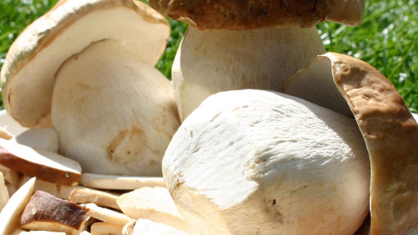 In Engiadina Bassa han chattà ils amatuors da bulais ingon daplü da quels co oters ons (fotografia: Martina Fontana).