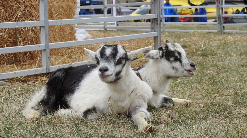 Ziegenkitze an der zehnten Agrischa. (Foto: Jan Schlatter)
