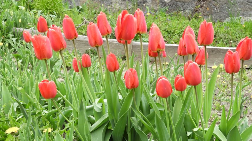 Adonta da las temperaturas fraidas flurischan las fluors. (fotografia: Annatina Filli)