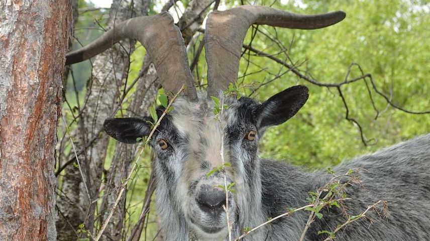 Suot il motto «quia es il boc il giardinier», s’occupa la Pro Terra Engiadina da surfatschas da prada sütta da grond’importanza. (fotografia: mad)