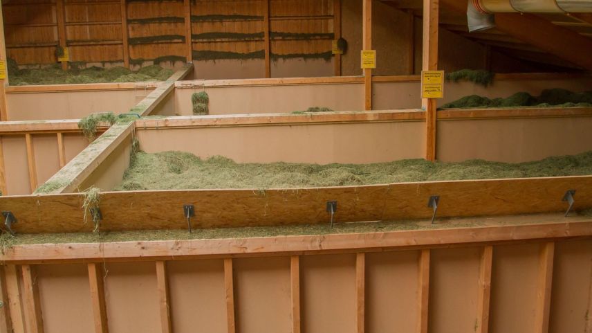 La prüma racolta da fain in Engiadina Bassa ed illa Val Müstair nun es mala – ma neir na extremamaing buna. (fotografia: Jon Duschletta)