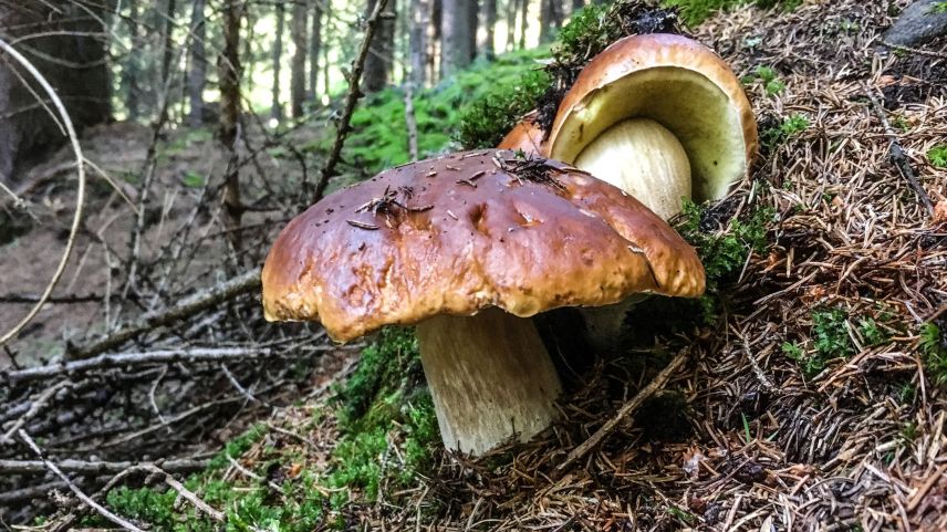 Steinpilze. Foto: Jon Duschletta