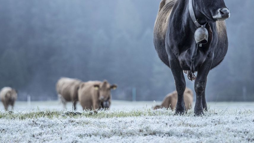 Symbolbild.  Foto: Daniel Zaugg