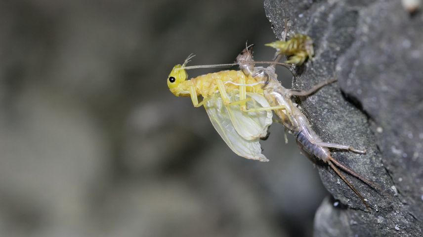 Steinfliegenlarve  Foto: Christian Roesti