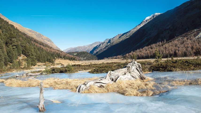  Totholz im Herbsteis  Foto: Reto Stifel