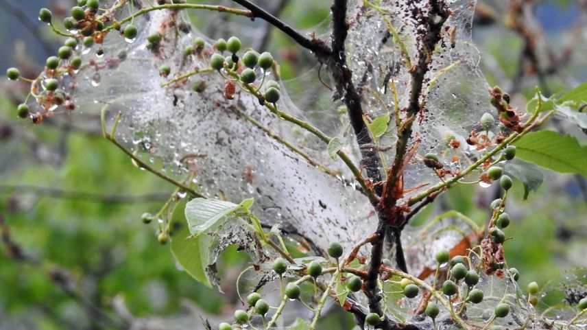 Las tailas da chürallas d’alosser protegian eir cunter plövgia. Gronds dons nu fan quellas als bös-chs, quels as remettan davo il svilup da las chürallas e la föglia crescha ün oter on darcheu (fotografias: Nicolo Bass e Selina Bisaz).