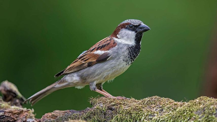 Foto: Vogelwarte Sempach/Marcel Burkhardt
