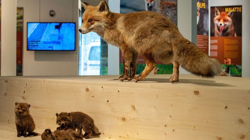 L’exposiziun davart la vita incuntschainta da la vuolp i’l Center da visitadurs dal Parc Naziunal Svizzer a Zernez düra fin als 12 marz 2022 (fotografia: Hans Lozza/PNS).