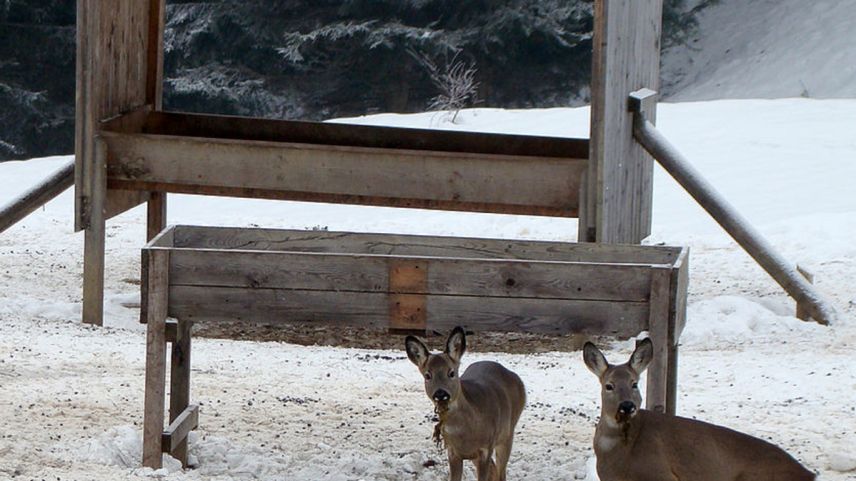 Daspö decennis desistan ils chatschaders da pavlar d'inviern la sulvaschina pro las pavladuoiras (fotografia: mad).