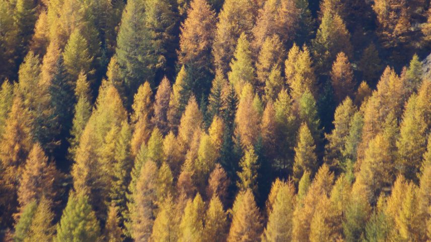 Auch die bestehenden Engadiner Nadelholzwälder in den verschiedenen Vegetationszone sind dem Klimawandel ausgesetzt und verschieben sich langsam in die Höhe. Foto: Jon Duschletta