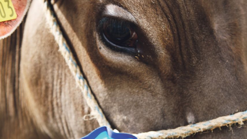 Exposiziuns e rangaziuns da muvel stan in discussiun pro paurs indigens. Tscherts paurs as lamaintan (fotografias: Martina Fontana).