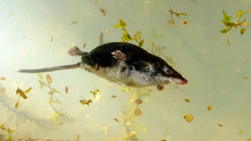 Il misarogn es ün nodader excellent (fotografia: mad).