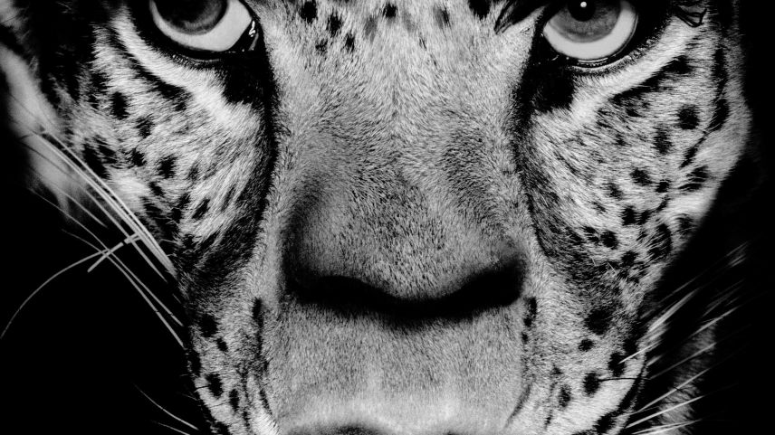 Foto von Albert Watson: Mick Jagger, Los Angeles, 1992.