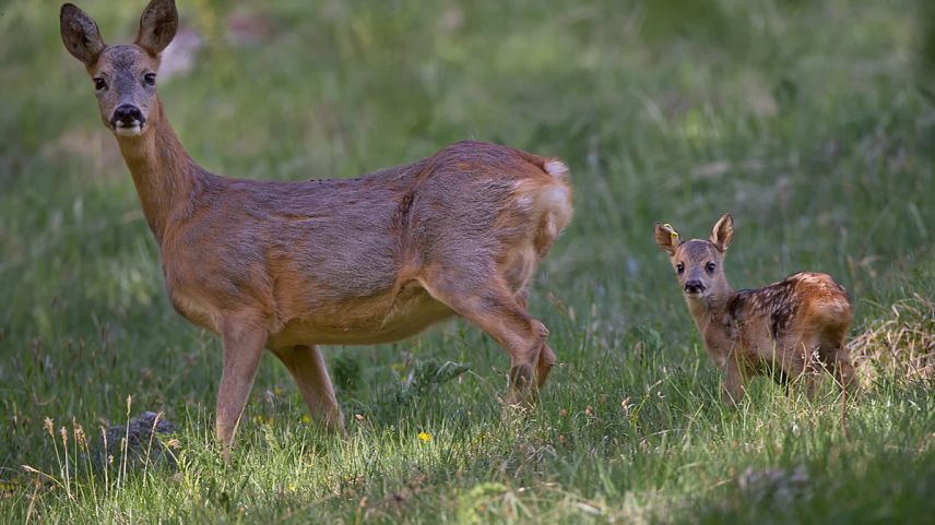 Differentas societats da chatschaders vöglian investir in dronas cun cameras termicas per salvar da prümavaira ils usöls da chavriöl da la mort tras maschinas da sgiar. (fotografia: Claudio Gotsch).