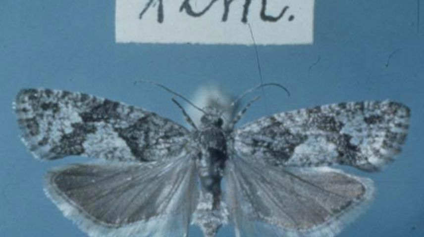 Der Lärchenwickler fehlt seit einiger Zeit im Engadin. Foto: Rudolf Zuber/ETH