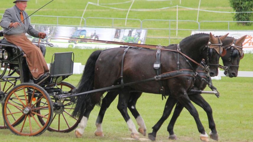 Mario Bezzola mit seinem Zweispänner in voller Aktion. Foto: Claudia Bezzola