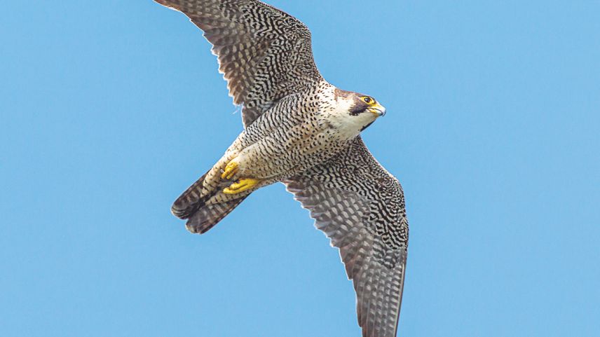Il falcun pelegrin svoula mich’an millis da kilometers vers süd per passantar l’inviern in l’Africa. (fotografia: mad)