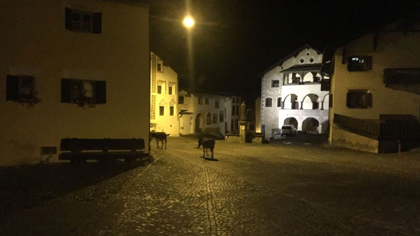 Esel in Scuol. Bild: Cla Mosca