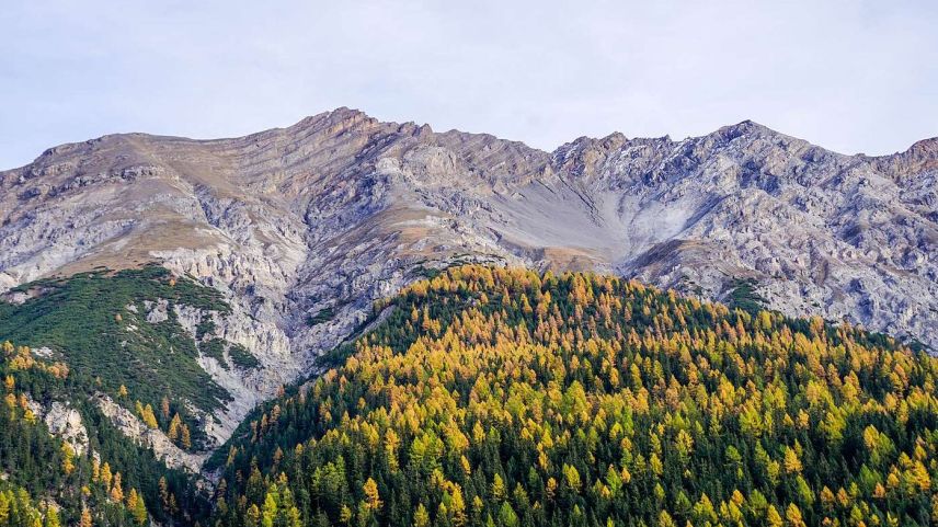 Wald- und Vegetationsgrenze bei La Punt Chamues-ch. Foto: Jon Duschletta