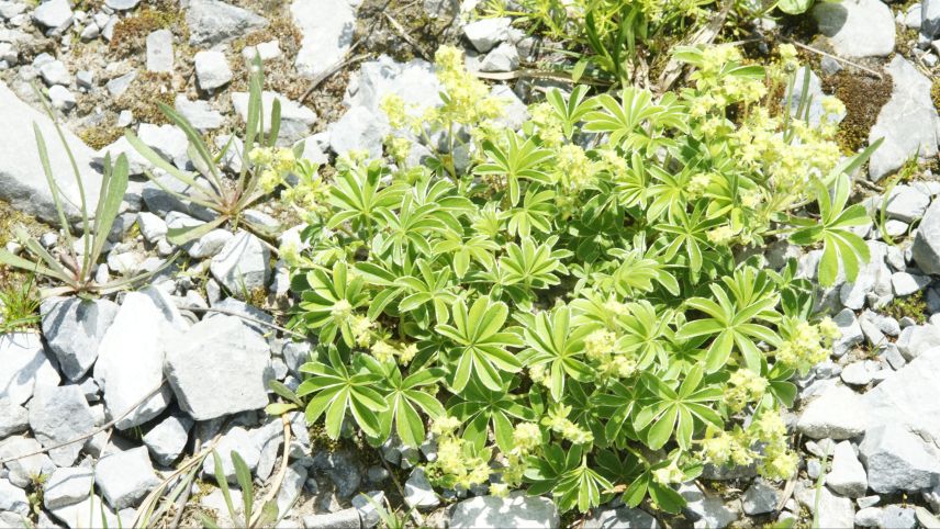 Der Silbermantel ist im alpinen Raum verbreitet. Foto: Jürg Bäder