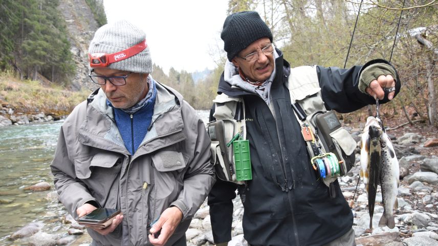 Bachforellen müssen zwischen 26 und 34 oder über 50 Zentimter lang sein, damit der Fischer sie behalten darf. (Foto: Bettina Gugger)