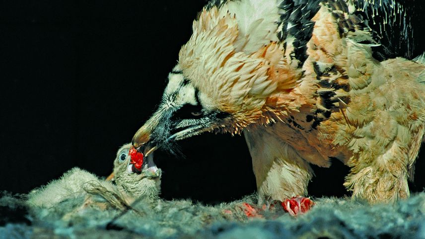 In der Natur überlebt von zwei Geschlüpften nur eines – das Zweitgeschlüpfte hat nur Reservefunktion und wird vom älteren Geschwister umgebracht. Foto: Klaus Robin