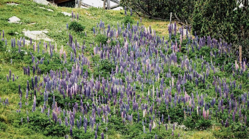 Lupinen gedeihen im Engadin fast überall - auch auf dem Julierpass. 