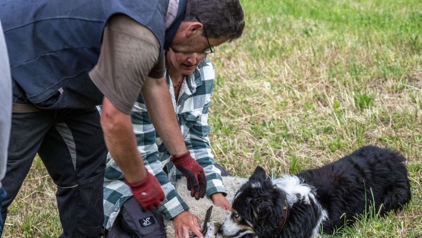 Hirtenhund Spark stellt das entlaufene Lamm. 