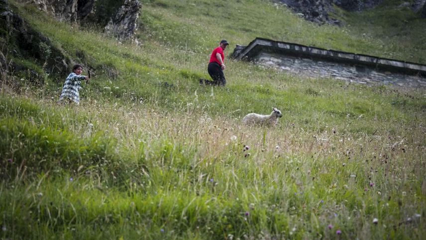 Ein Lamm ist entlaufen und hat sich von seiner Herde entfernt: In Teamarbeit wird versucht, den Ausreisser einzufangen. 