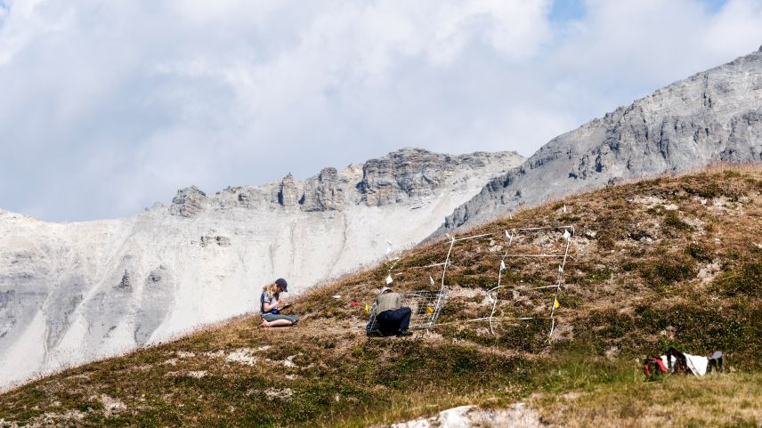 Zwei Forscherinnen des SNP während der Vegetationsaufnahme auf Minschuns. Ihr Augenmerk richtet sich mehr auf die Bodenvegetation denn auf die spektakuläre Arbeitsumgebung. 	Foto: Jon Duschletta