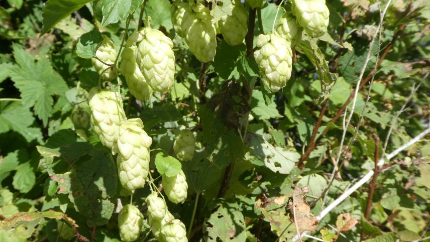 Hopfen wird nicht nur beim Bierbrauen verwendet, das Maulbeergewächs kann sogar noch mehr. 	Foto: Jürg Baeder