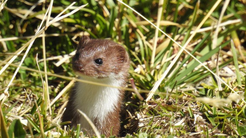 Ein Gartenschläfer oberhalb von Lavin und ein seltenes Mauswiesel auf der Alp Belvair oberhalb von Zuoz.            Fotos: Katrin Cuonz, Eveline Niederer/wildenachbarn.ch