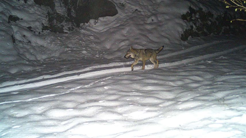 Foto: Amt für Jagd- und Fischerei