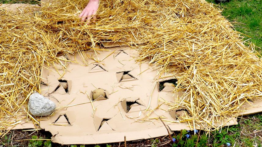 Kartoffeln gedeihen, strohbedeckt, auch direkt auf dem Gras. Foto: Katharina von Salis