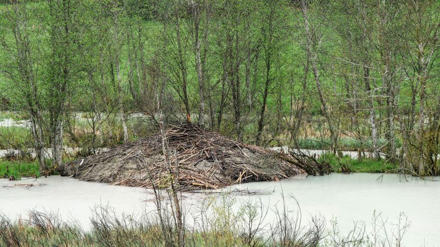 Die mächtige Biberburg in Scuol Pradella gilt landesweit als die grösste ihrer Art. Foto: Jon Duschletta