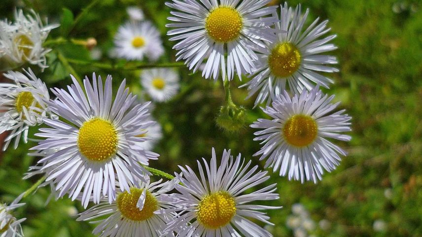 Das einjährige Berufkraut (Erigeron  annuus) ähnelt der Kamille, ist aber ein ernstzunehmender invasiver Neophyt,  welcher auf der schwarzen Liste  umweltschädigender Pflanzen der Schweiz figuriert. Foto: Erwin Jörg/www.neophyt.ch