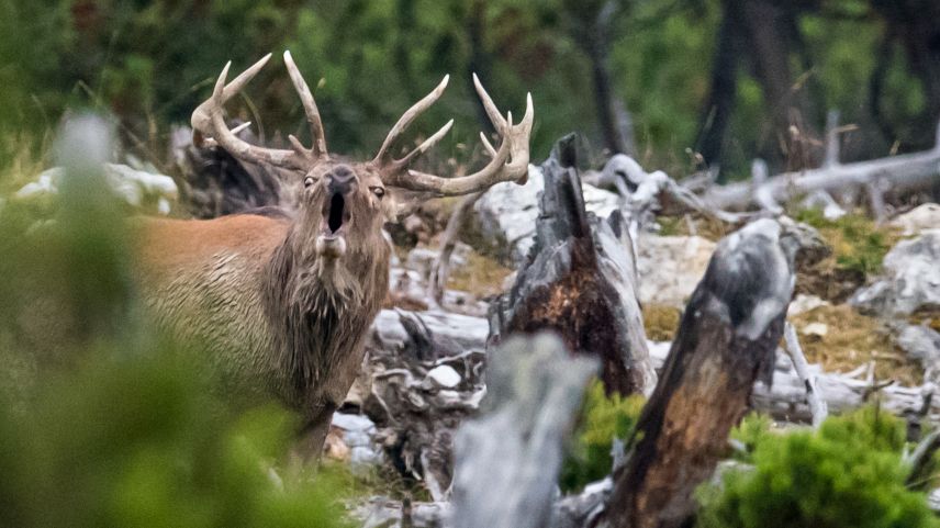 Die Brunft ist eine intensive Zeit für Hirschstiere. Foto: Hans Lozza/SNP