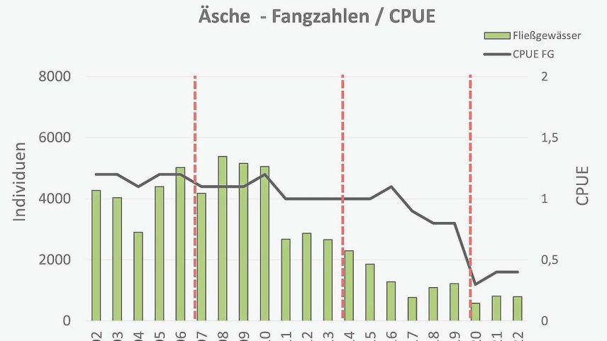 Äsche-Fangzahlen/CPUE: In absoluten Zahlen und pro Gang ans Gewässer (CPUE) werden weniger Äschen gefangen. Grafik: AJF