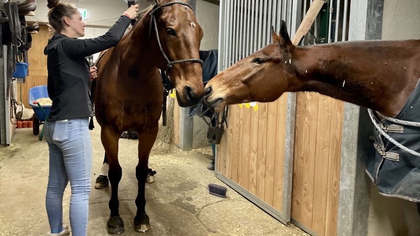 Die Pferdepflegerin rasiert die Mähne eines Polo-Ponys. Foto: Fadrina Hofmann