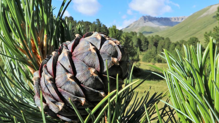 Arvenzapfen bilden sich aus den weiblichen Blüten. Sie sind nährstoffreich und bilden die Nahrungsgrundlage für den Tannenhäher. Foto Claudia Wartmann, Tamangur