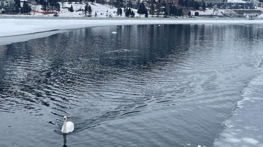 Nach dem Schwan folgt nun eine Qualle im See von St. Moritz. Foto: Julia Biffi