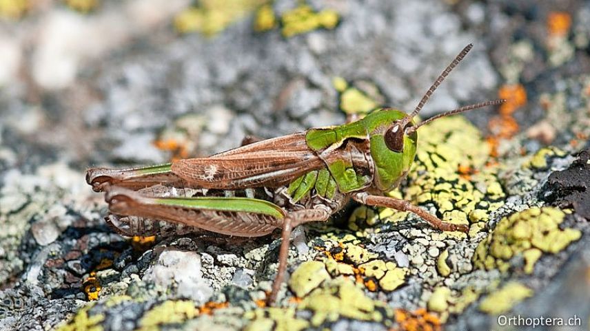 Die Alpen-Keulenschrecke ist eine Rarität. Der Kältespezialist kommt bis in die Höhe von 3100 Metern vor und lebt inselartig an wenigen Stellen im Engadin. Foto: Christian Roesti