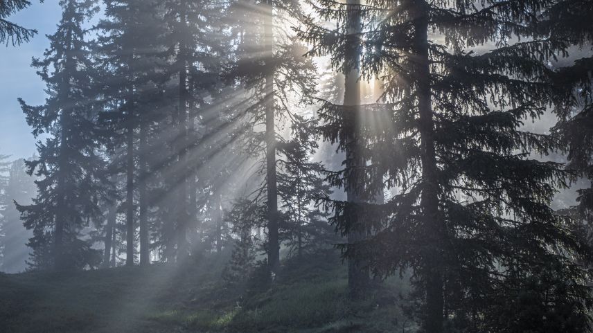 Auch der Wald steht wegen des Klimawandels vor grossen Herausforderungen. Foto: Daniel Zaugg