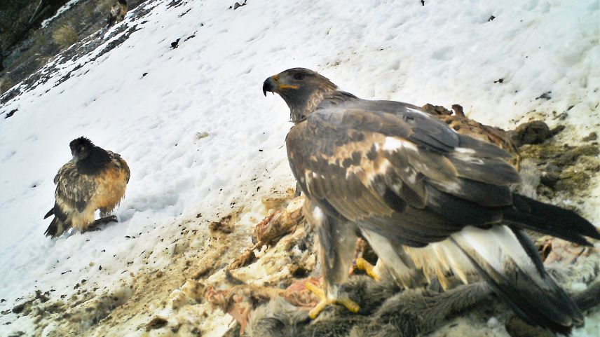 Ein zweijähriger Steinadler auf einem Hirschkadaver. Daneben wartet ein ebenfalls jugendlicher Bartgeier bis er an der Reihe ist. Ein zweiter Bartgeier wartet noch ausserhalb des Bildausschnitts.  Foto: David Jenny