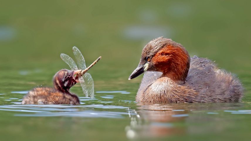 Pustüt l’Engiadin’Ota cun sieus lejs e flüms spordscha a la sfunsella nanina ed eir ad oters utschels d’ova ün spazi da viver d’importanza (fotografia: BirdLife)