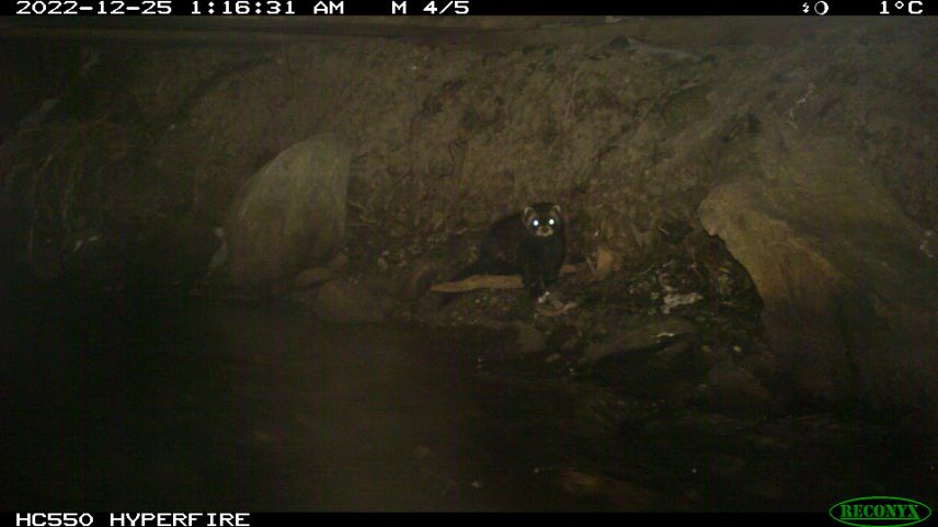 Und auch der erste Nachweis eines Iltis im Oberengadin erfolgte mittels Fotofalle. Foto: Amt für Jagd und Fischerei Graubünden