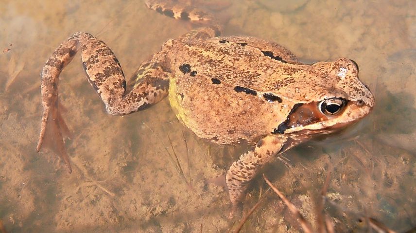 La rana verda (Grasfrosch) viva in tuot il chantun Grischun.