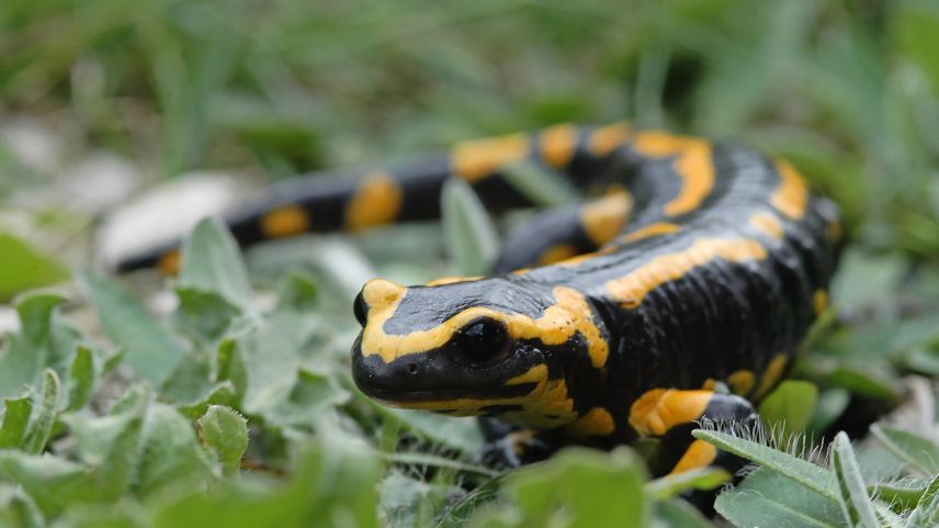 Il salamander taclà (Feuersalamander) viva in Mesolcina, Puschlav, Bregaglia ma na in Engiadina.