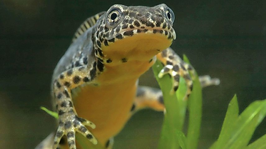 Il salamander da muntagna (Bergmolch) es derasà in tuot il Grischun. fotografias: Pro Natura Grischun e Bigra