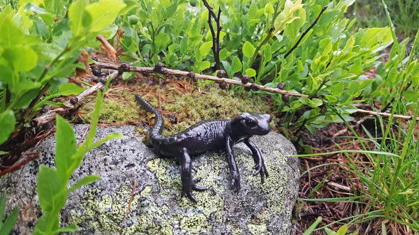 Il salmander nair (Alpensalamander)es dachasa be i’l Grischun central e Grischun dal nord.